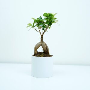 Green valley Nursery